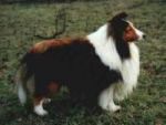 Cindahope Kylene Show Off 2 Sheltie